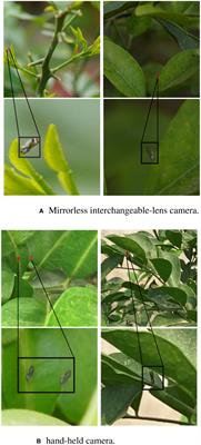 YOLO-SCL: a lightweight detection model for citrus psyllid based on spatial channel interaction